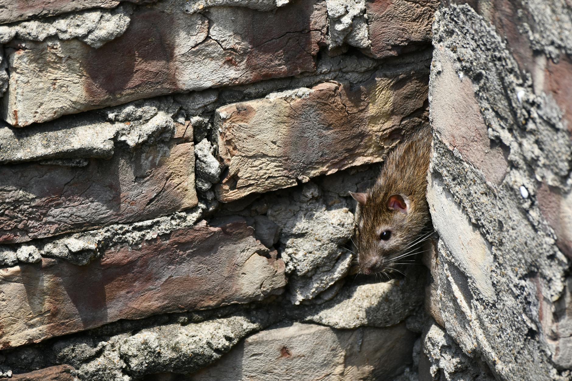 photo of a rat between bricks